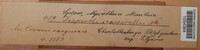 Diaporthe pardalota image